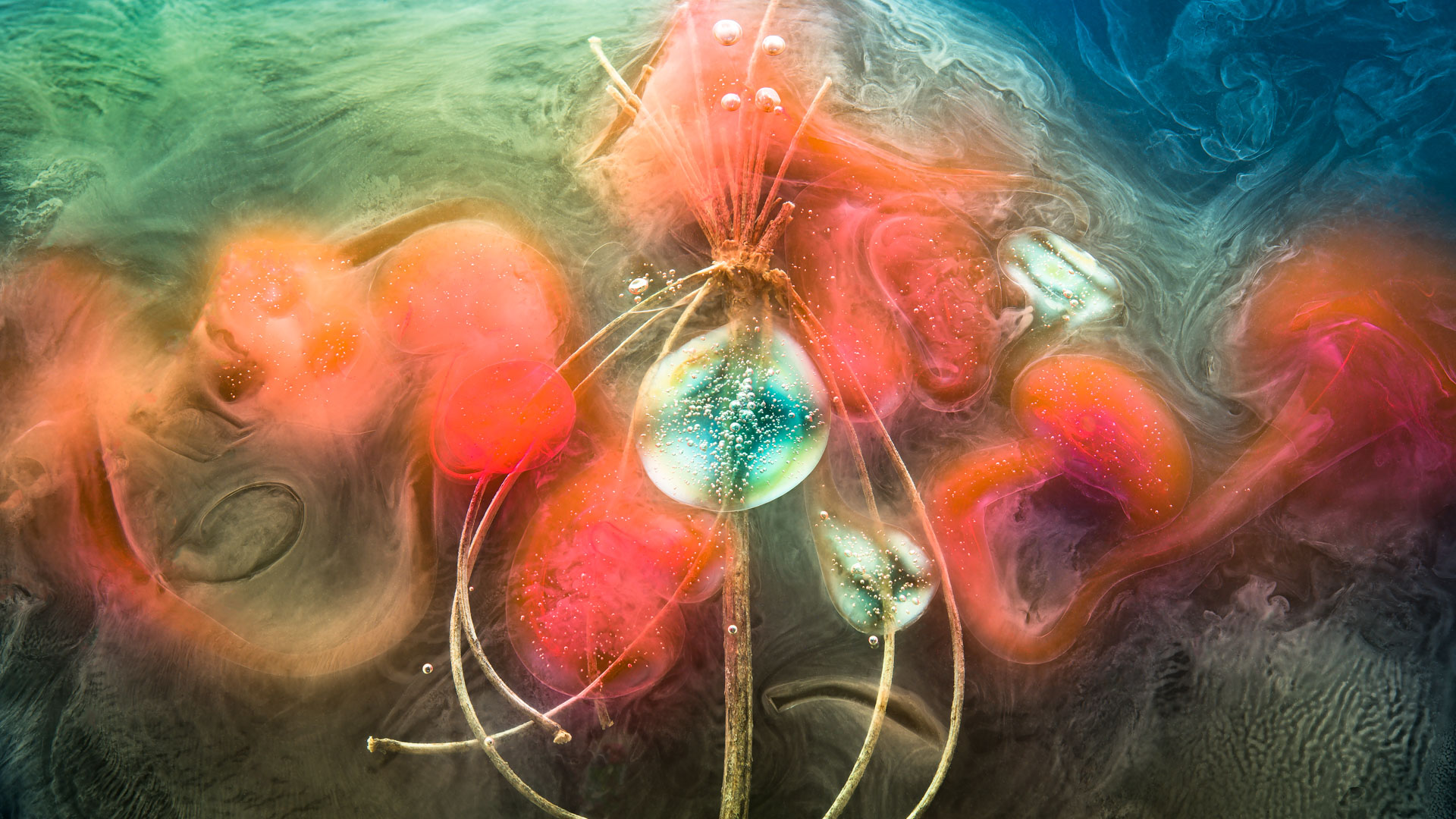 Rucifera - Abstracts Collection - Light Forms Art Photography