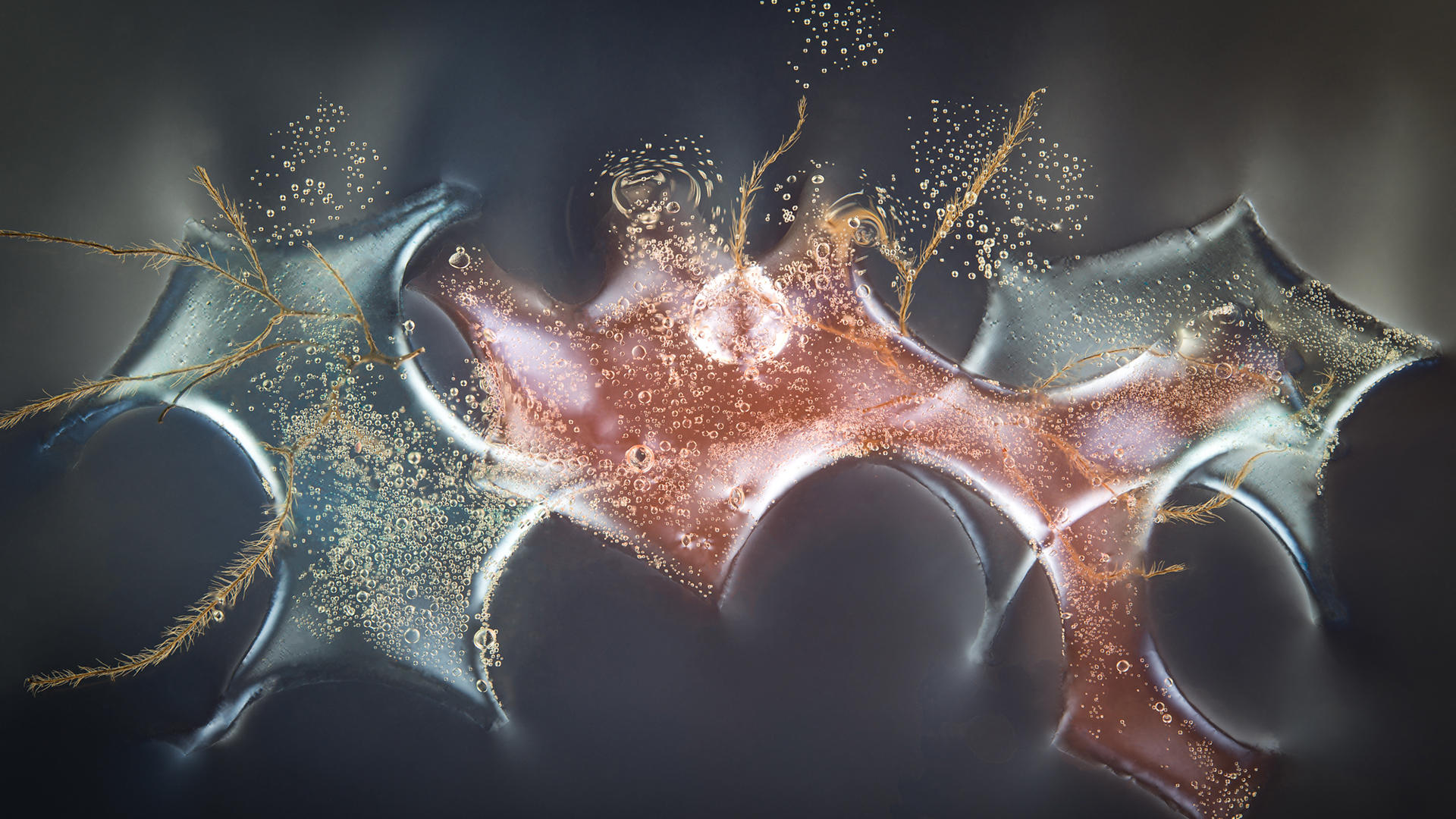 Cardilia 01, Abstracts Collection, Light Forms Art Photography