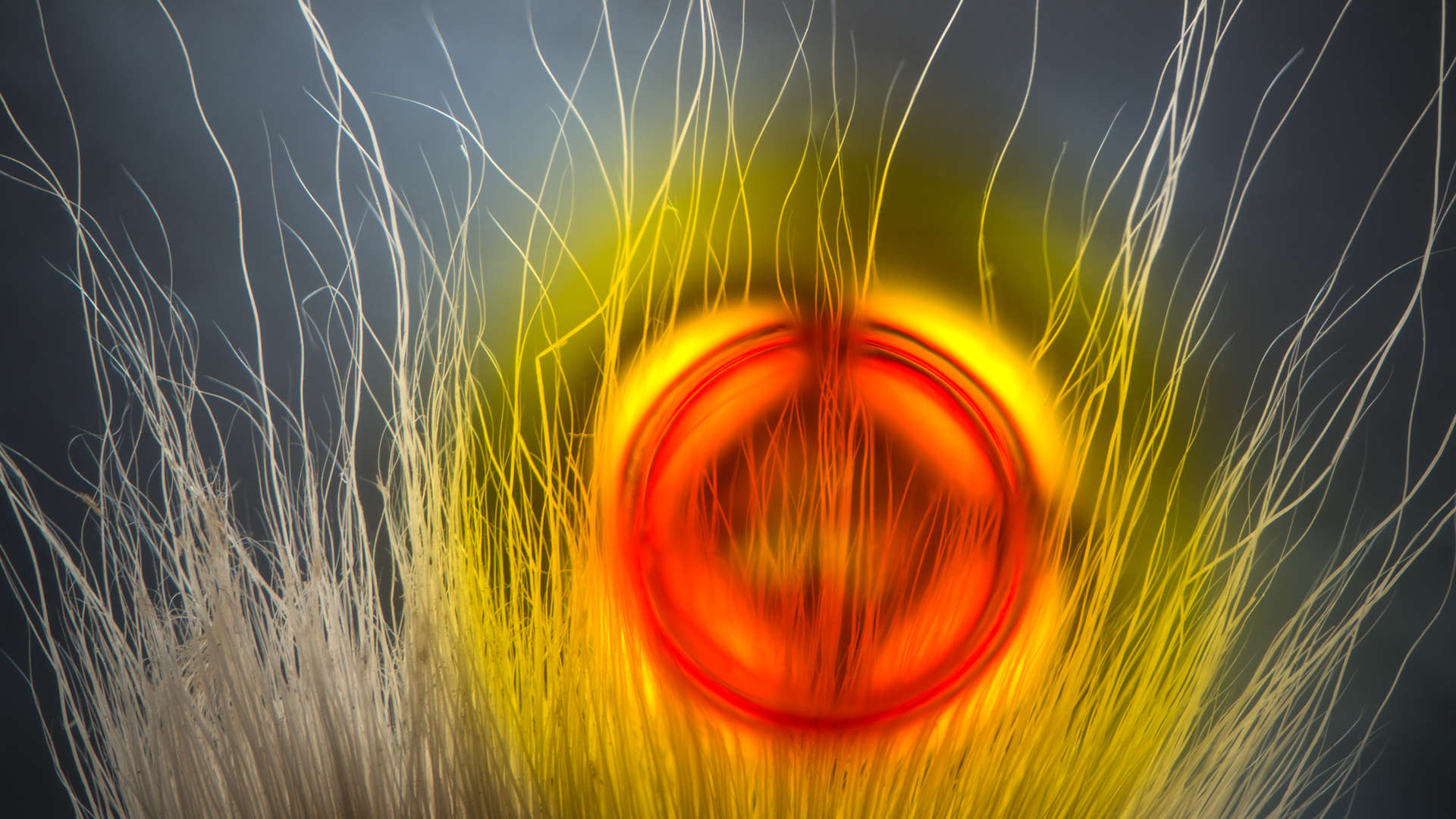 Incendia - Abstracts Collection - Light Forms Art Photography