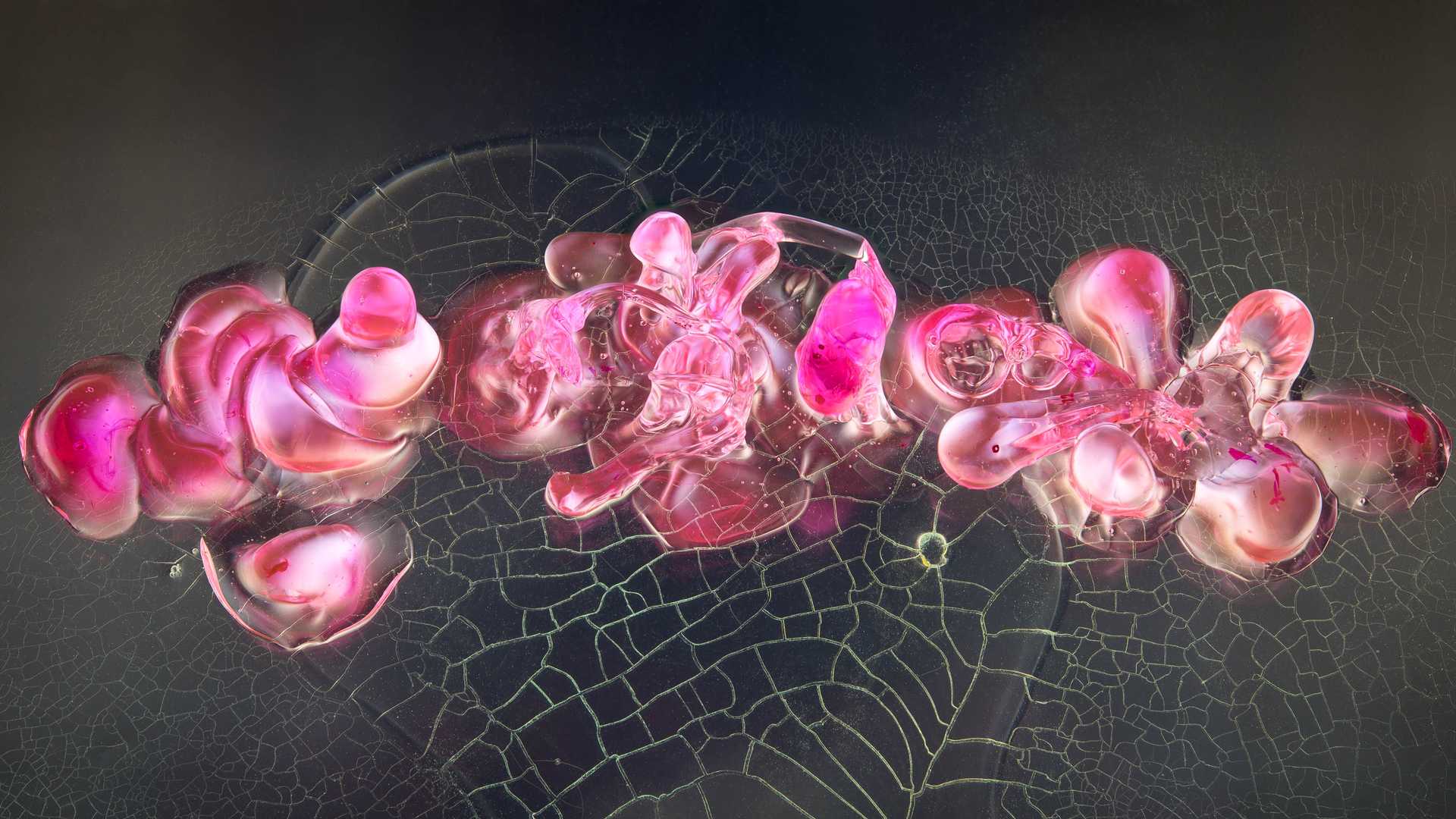 Coralia 01 - Creatures Collection - Light Forms Art Photography
