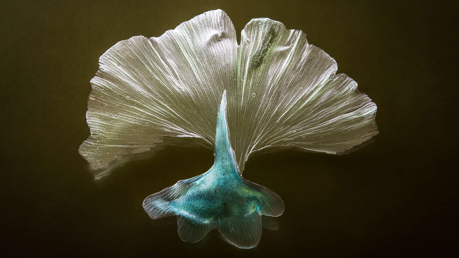 Argentia - Flabellia Collection - Light Forms Art Photography