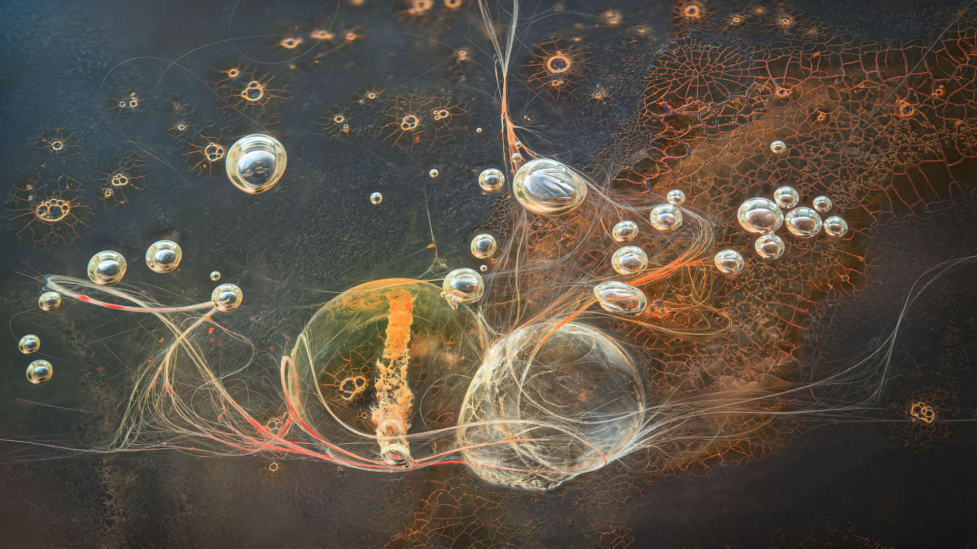 Complexis 02 - Other Worlds Collection - Light Forms Art Photography